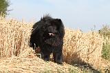 CHOW CHOW 009